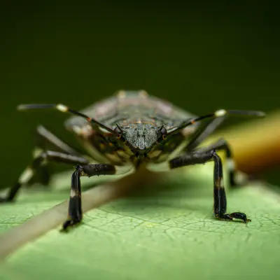 Rotbeinige Baumwanze