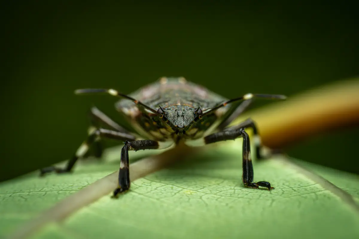 Rotbeinige Baumwanze