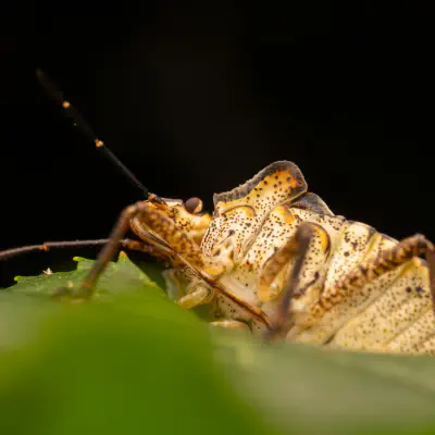 Rotbeinige Baumwanze