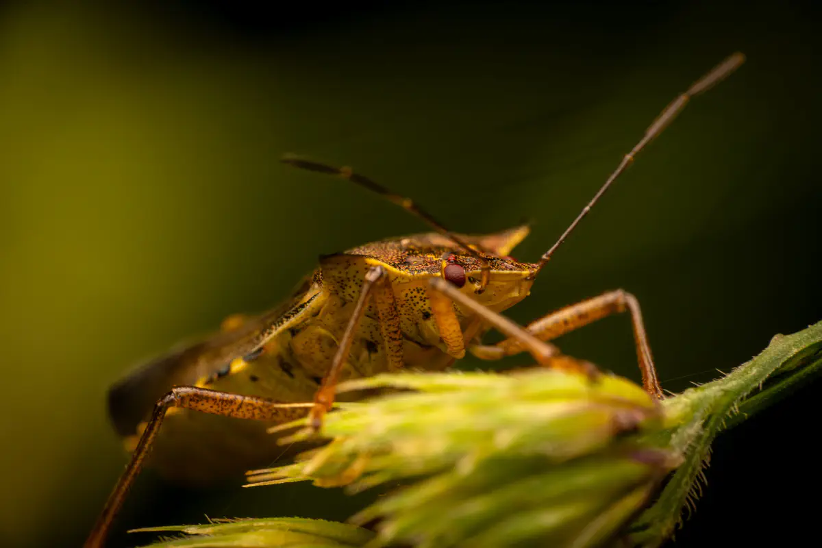Rotbeinige Baumwanze
