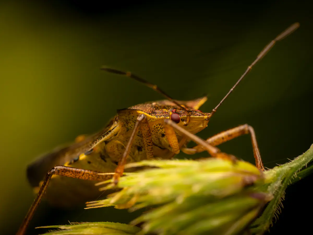 Rotbeinige Baumwanze