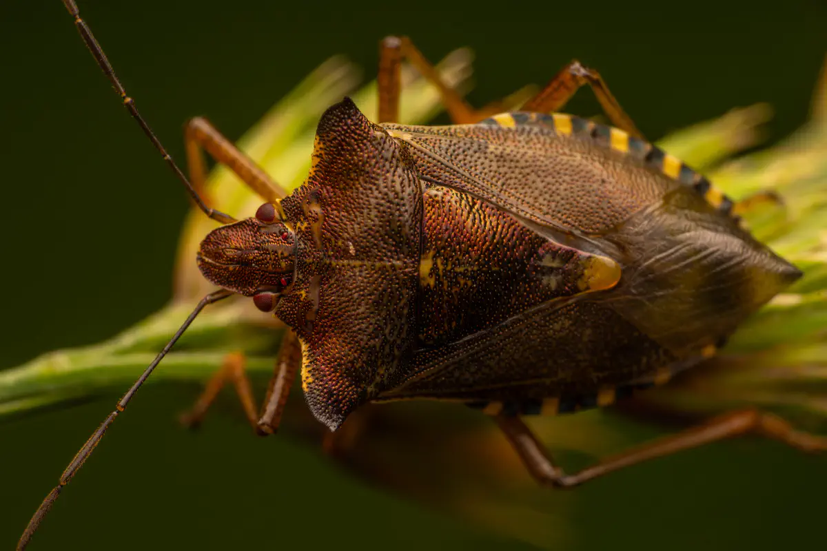 Rotbeinige Baumwanze