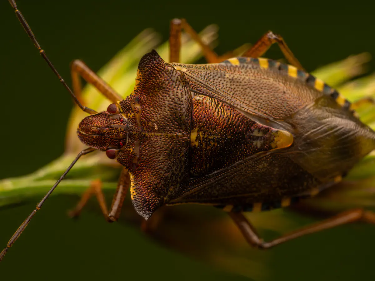 Rotbeinige Baumwanze