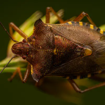 Rotbeinige Baumwanze