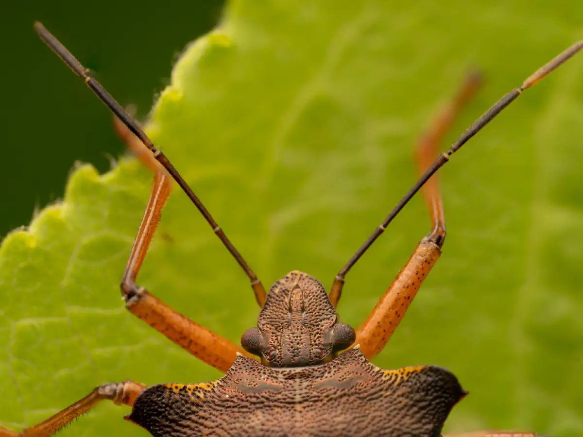 Rotbeinige Baumwanze