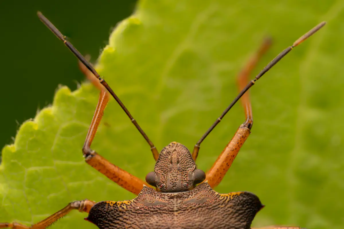 Rotbeinige Baumwanze