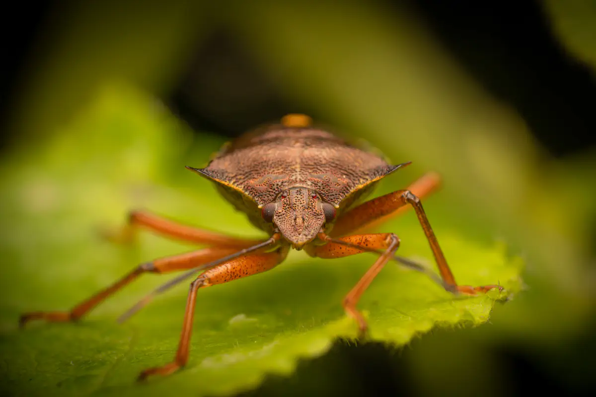 Rotbeinige Baumwanze
