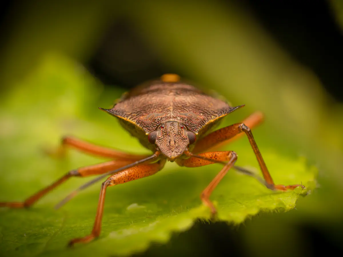 Rotbeinige Baumwanze
