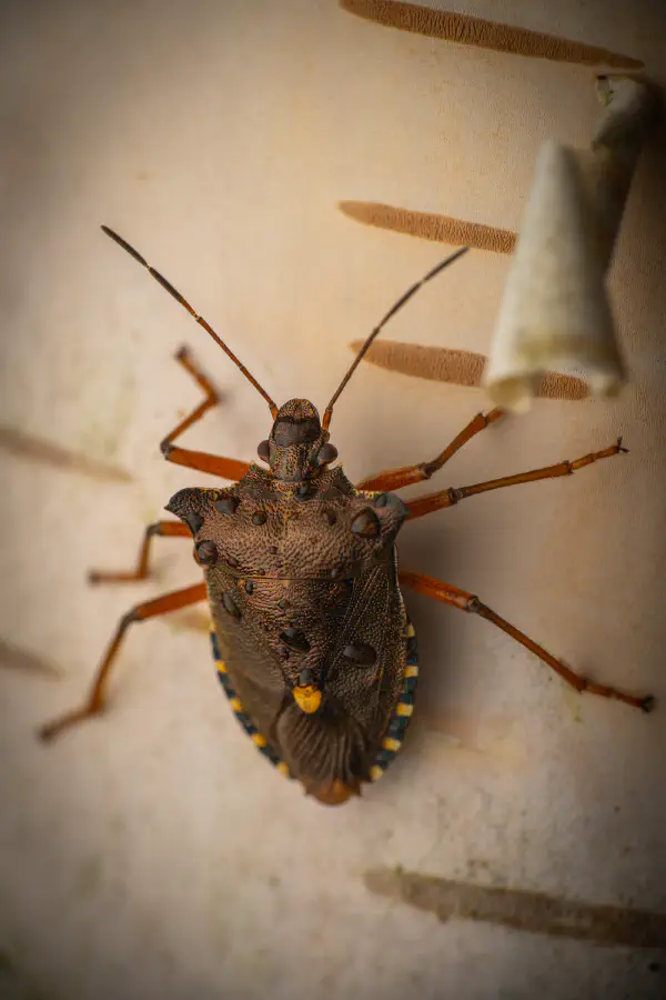 Rotbeinige Baumwanze