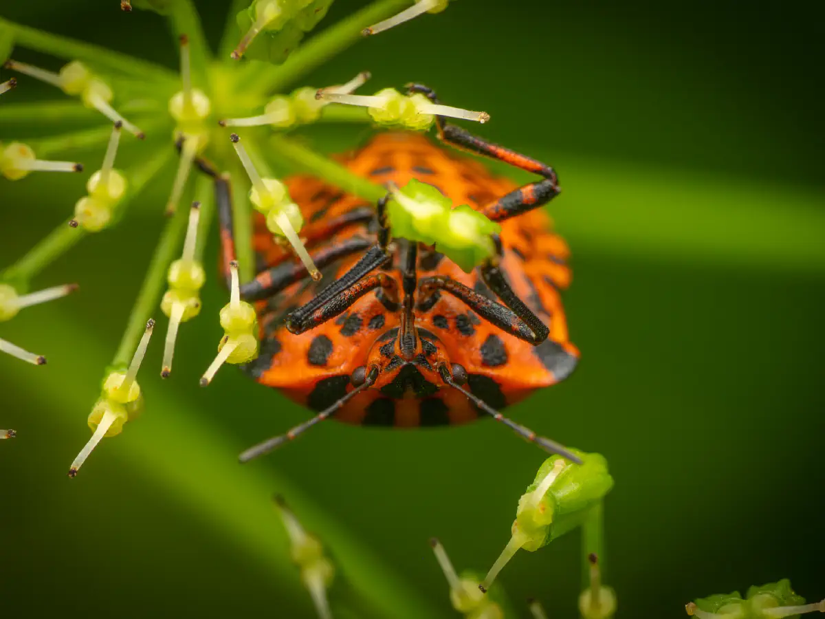 European Striped Shield Bug