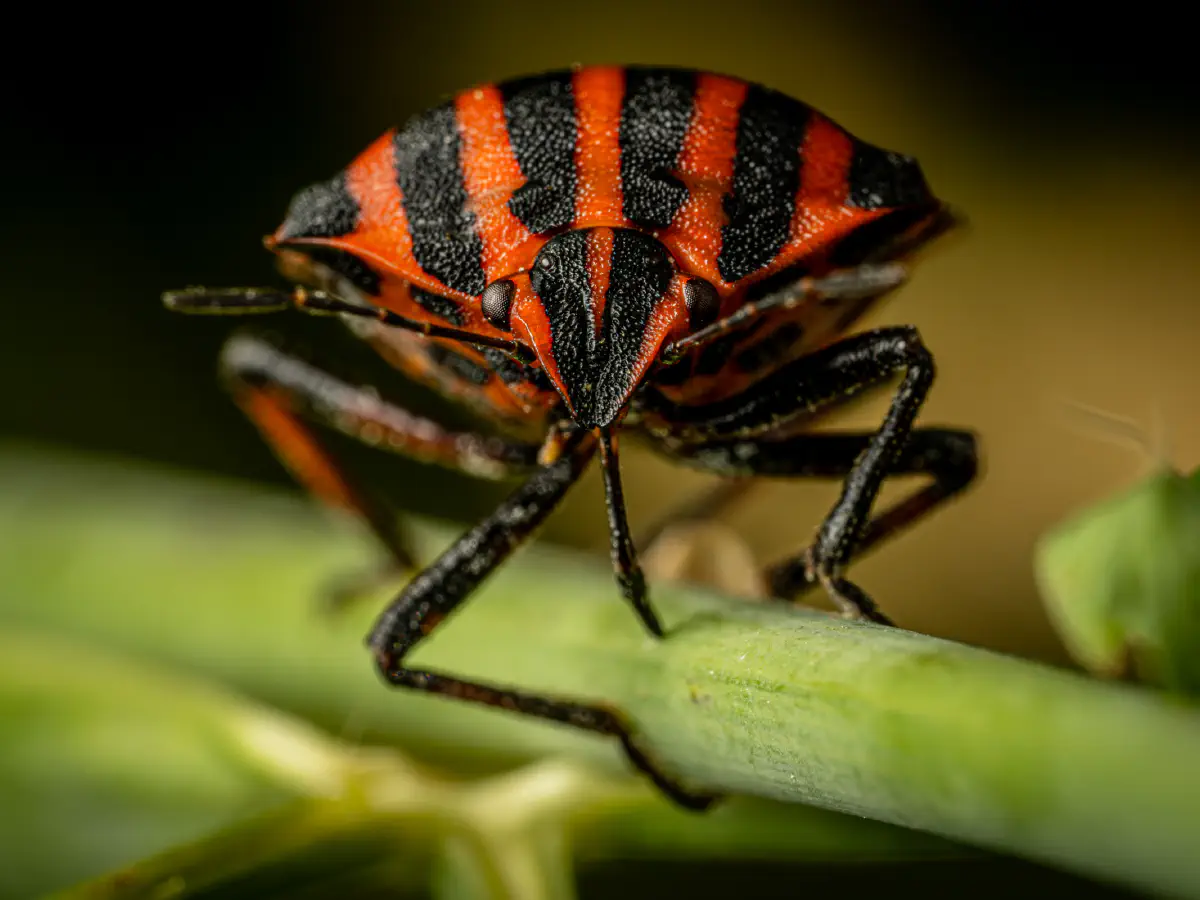 European Striped Shield Bug