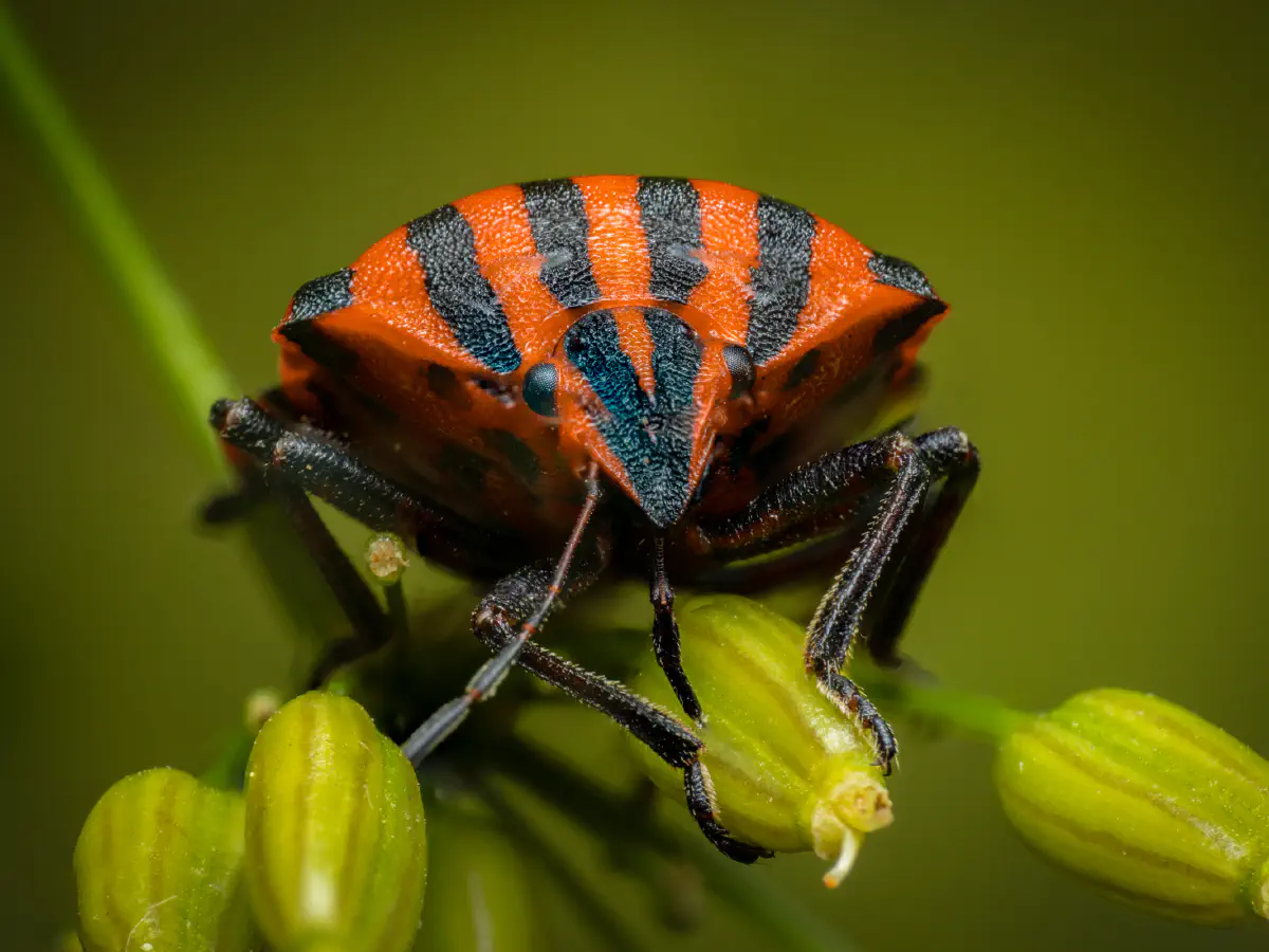 European Striped Shield Bug