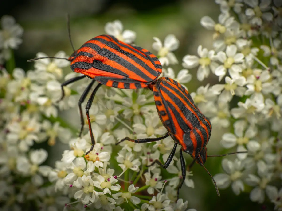 European Striped Shield Bug