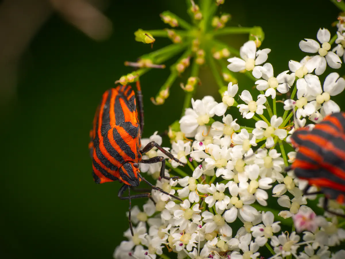European Striped Shield Bug
