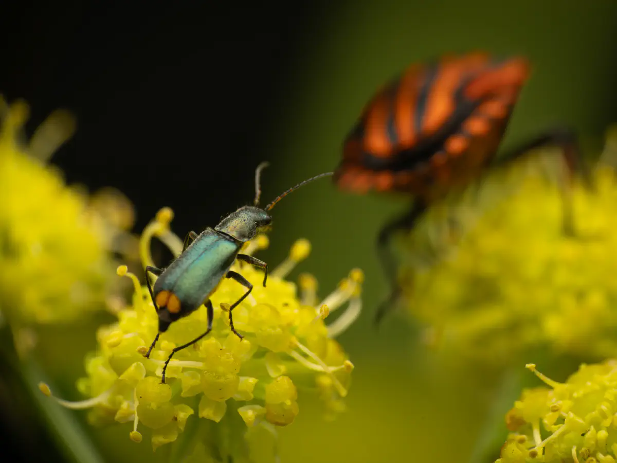 European Striped Shield Bug