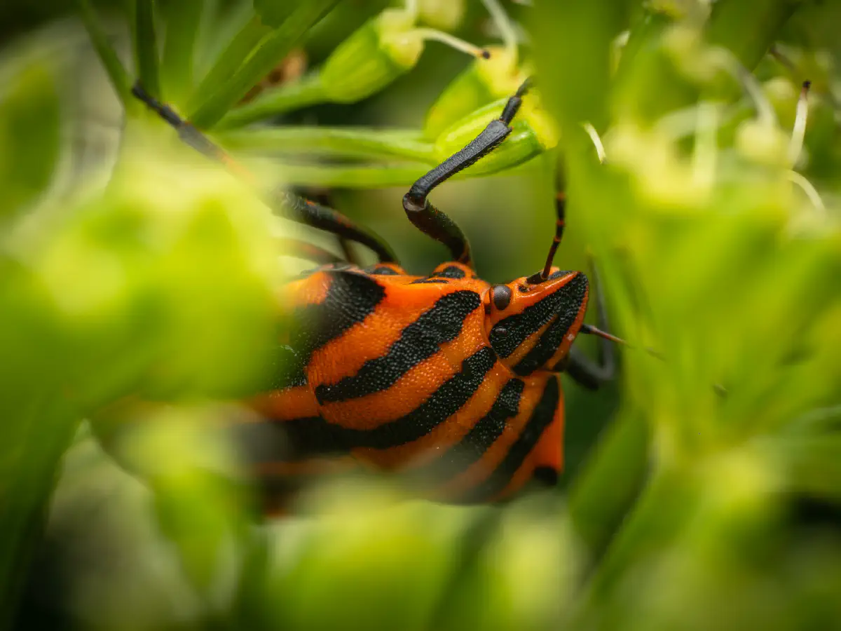European Striped Shield Bug