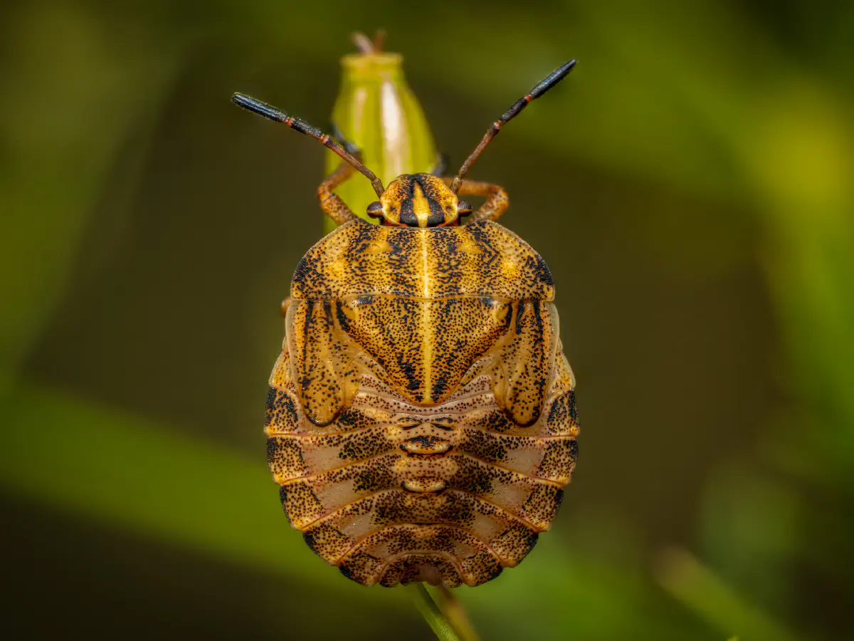Dock Leaf Bug