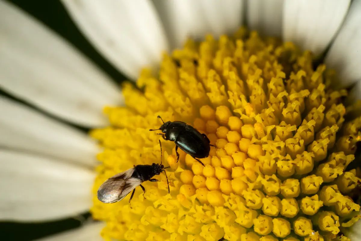 Wahlloser Lausjäger