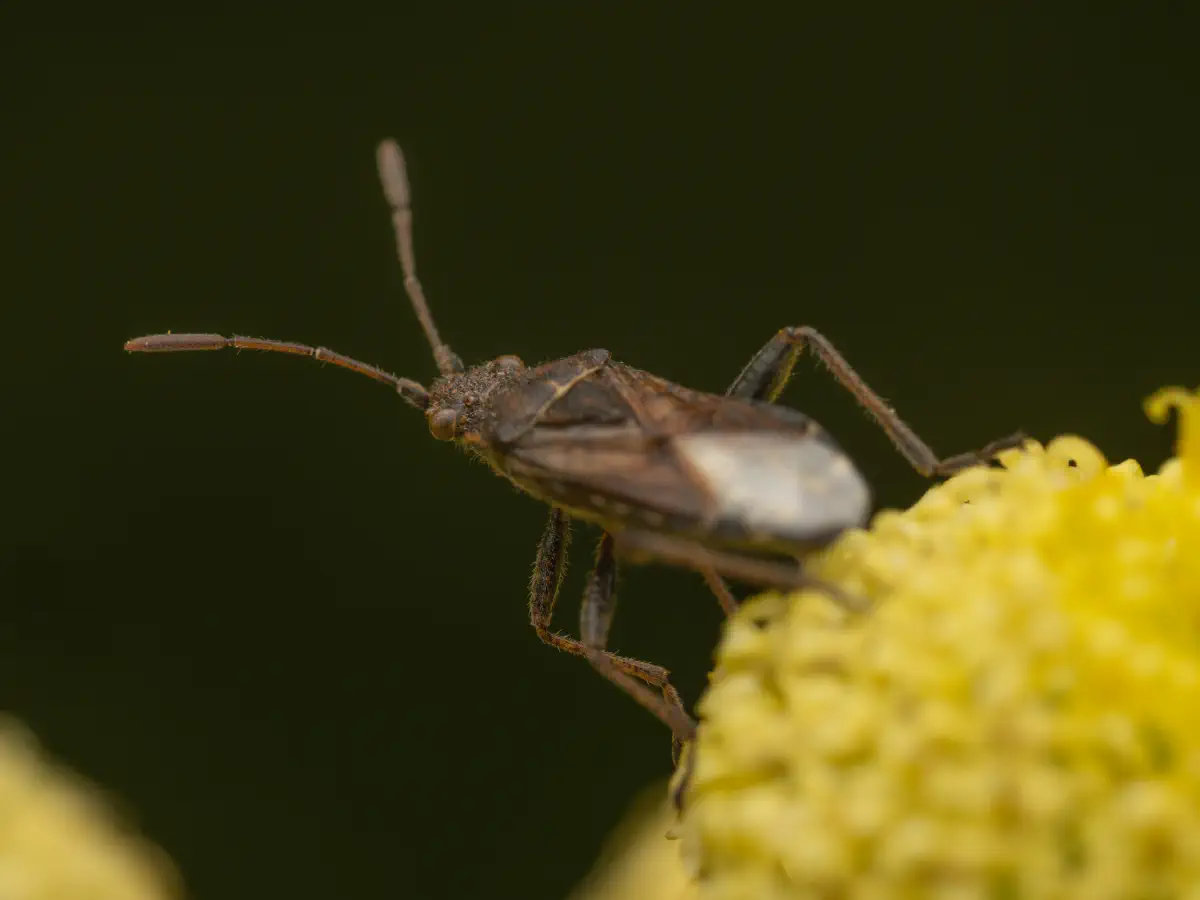 Gewöhnliche Glasflügelwanze