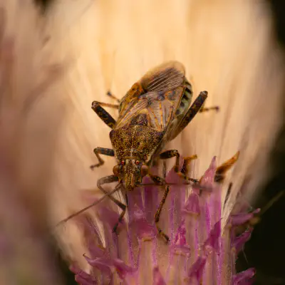 Gewöhnliche Glasflügelwanze