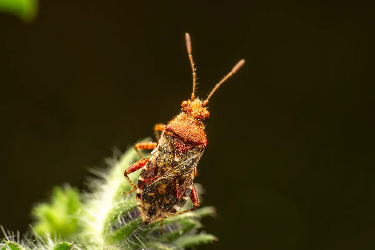 Rötliche Glasflügelwanze