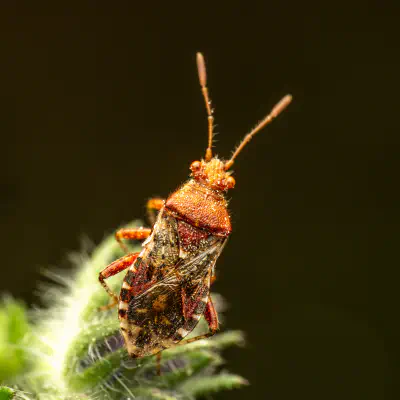 Rötliche Glasflügelwanze