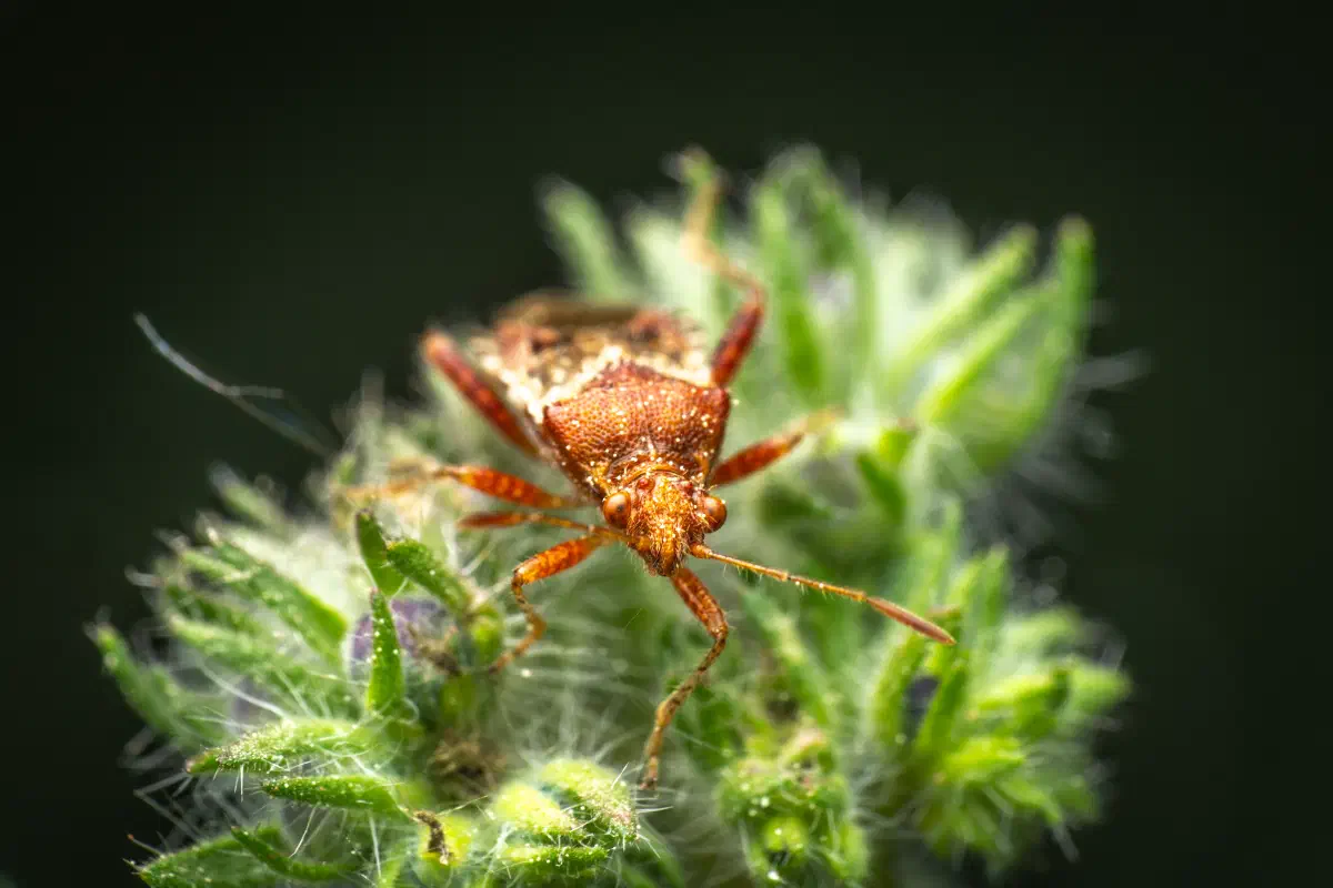 Rötliche Glasflügelwanze