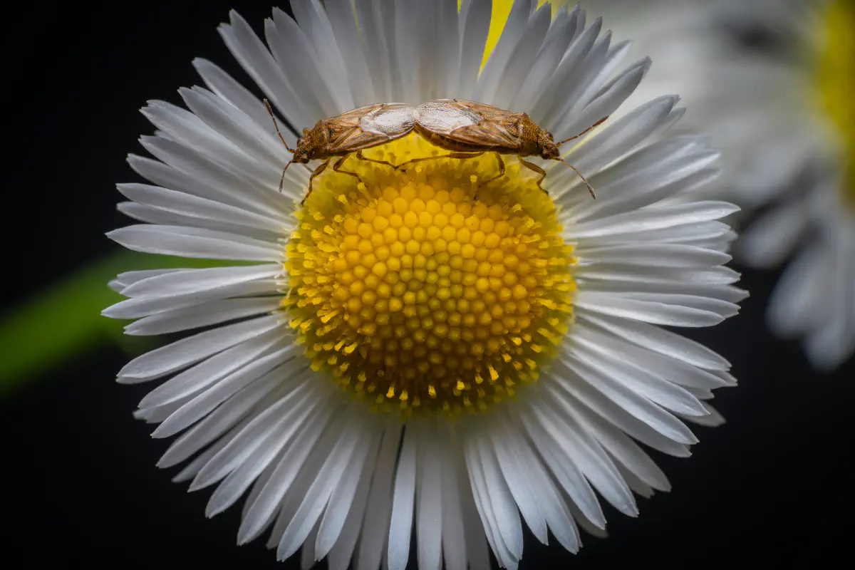 Wenigpunktierte Glasflügelwanze