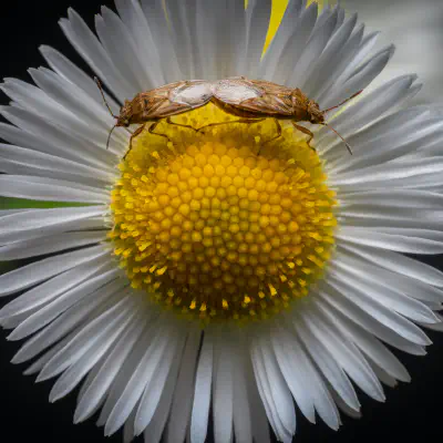 transparent rhopalid