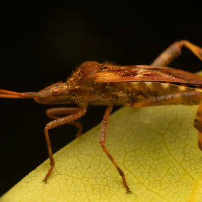 Amerikanische Kiefernwanze