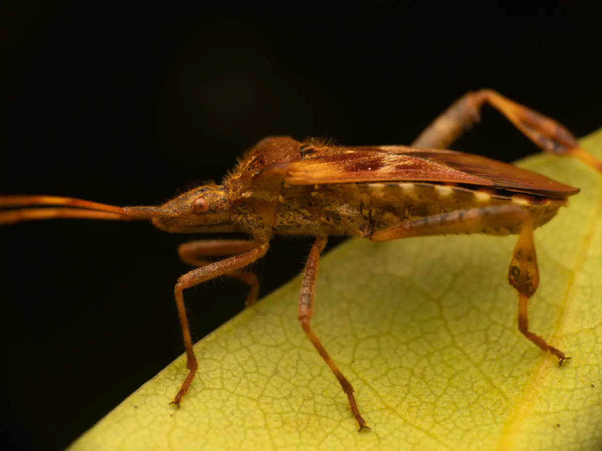 Western Conifer Seed Bug