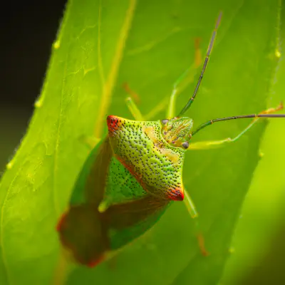 Shield Bugs