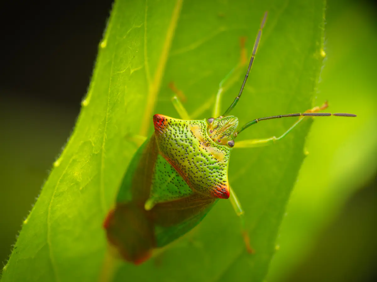 Hawthorn Shield Bug