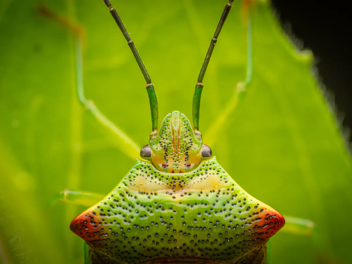 Hawthorn Shield Bug