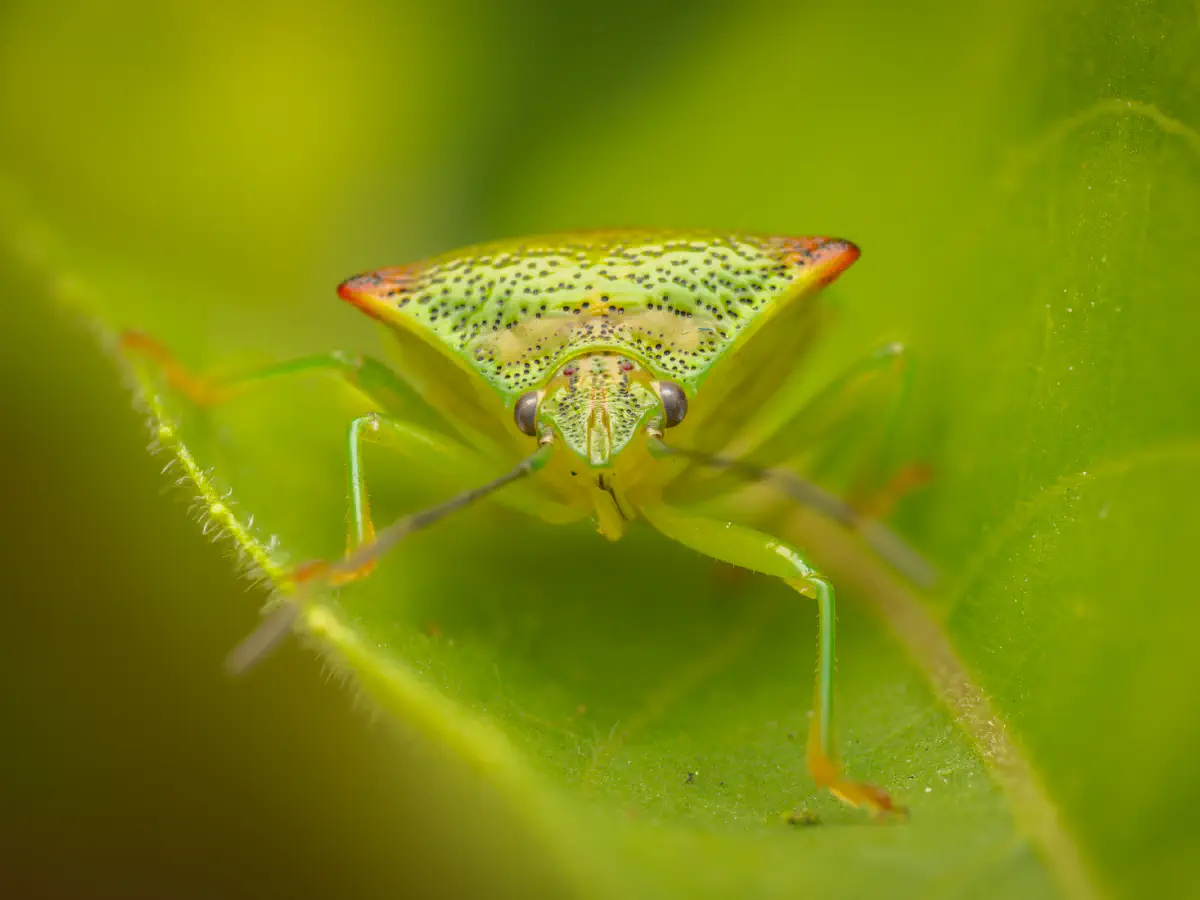 Hawthorn Shield Bug