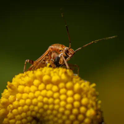 Behaarte Wiesenwanze