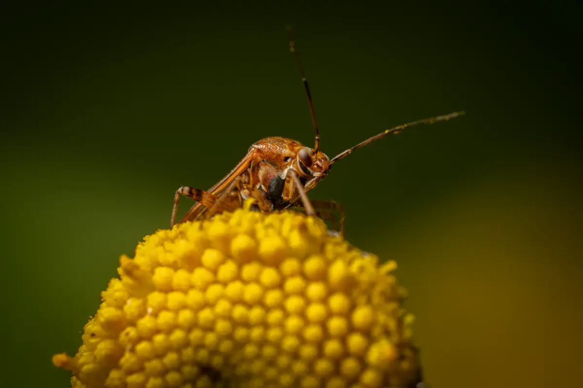 Behaarte Wiesenwanze
