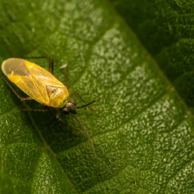 Braunschwarze Nesselweichwanze