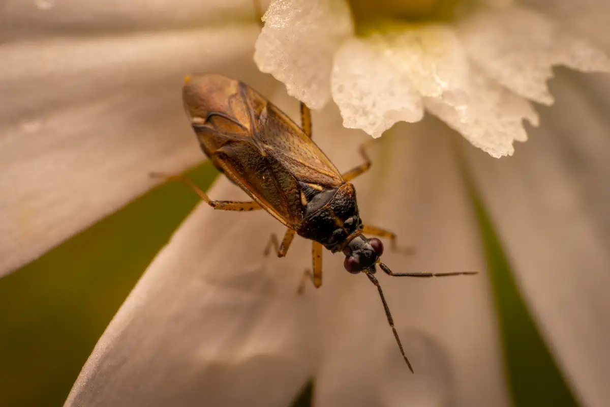 Braunschwarze Nesselweichwanze