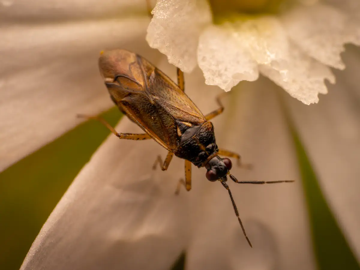 Braunschwarze Nesselweichwanze