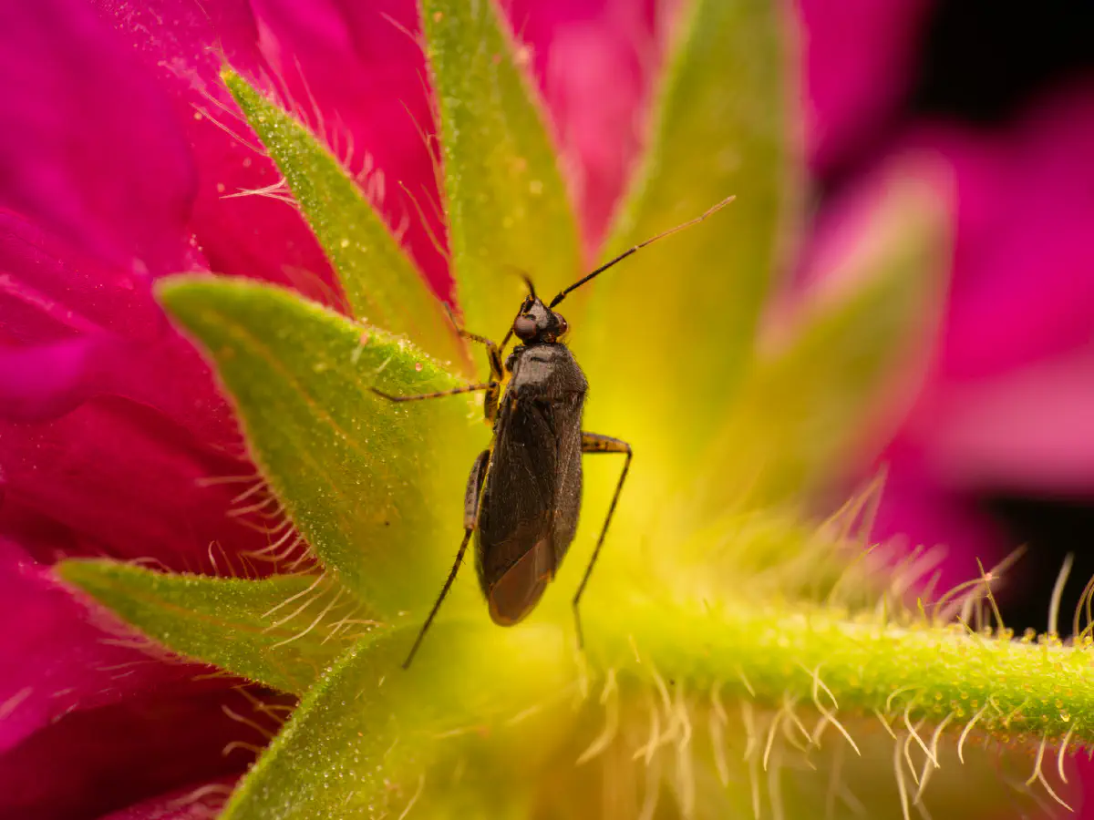 Braunschwarze Nesselweichwanze