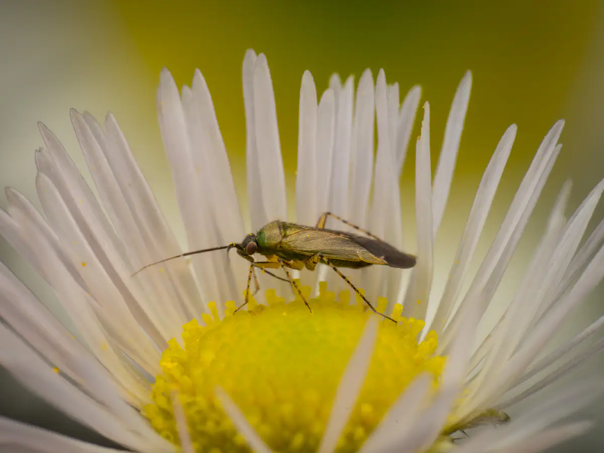 Braunschwarze Nesselweichwanze