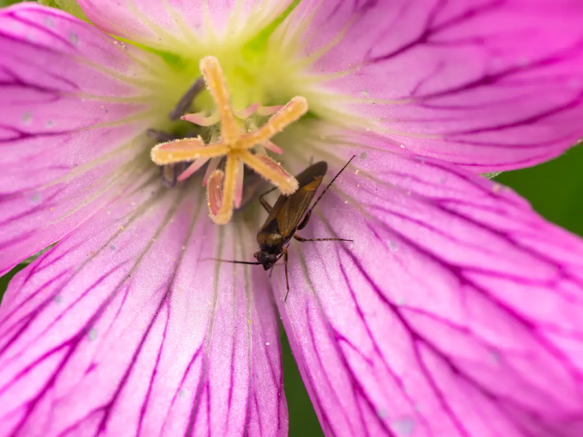 Braunschwarze Nesselweichwanze