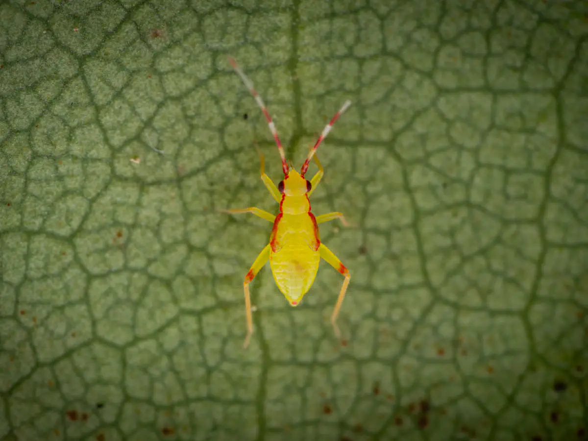 Bunte Zwerg-Weichwanze