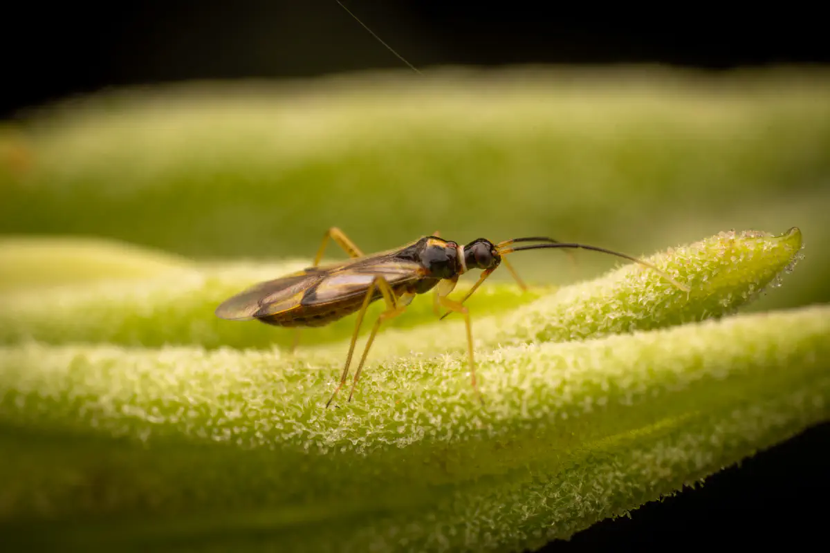 Bunte Zwerg-Weichwanze