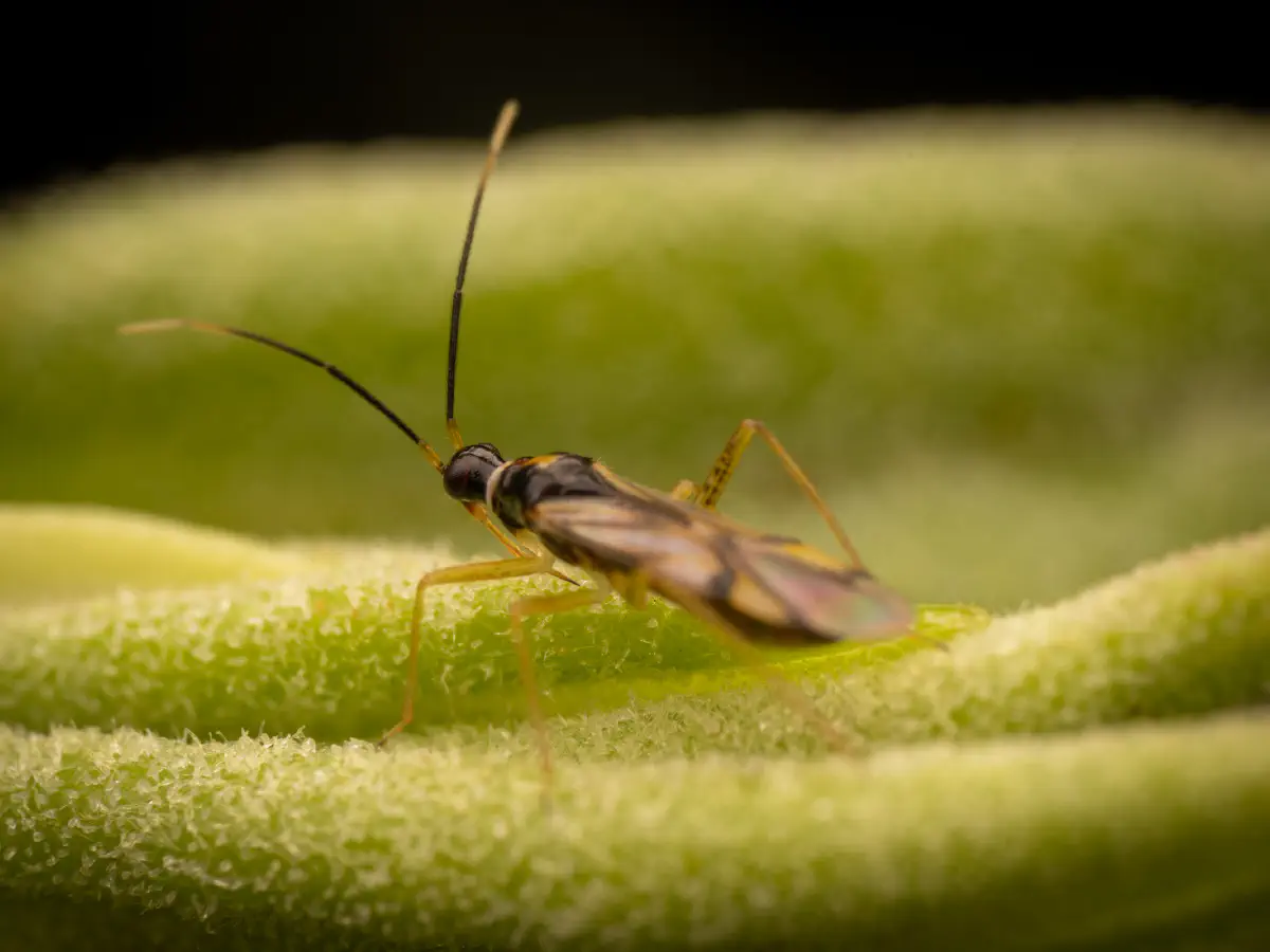 Bunte Zwerg-Weichwanze