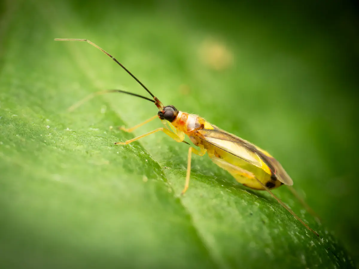 Bunte Zwerg-Weichwanze