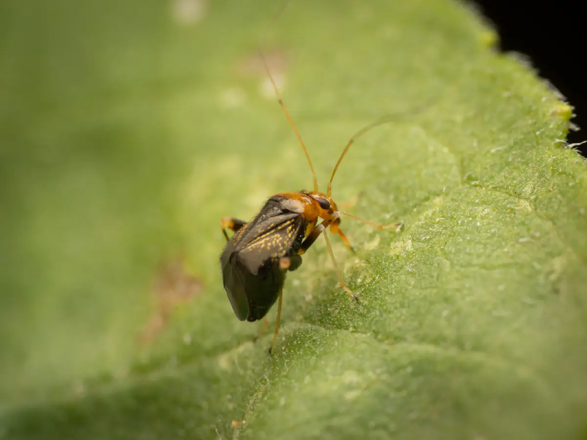 Gelbkopf-Springweichwanze