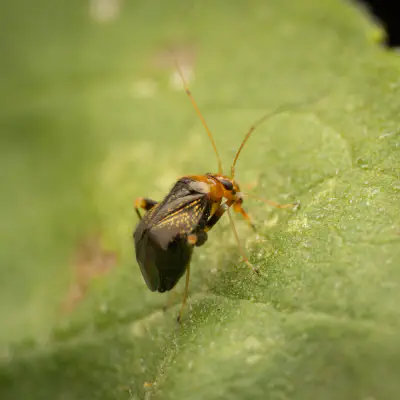 Gelbkopf-Springweichwanze