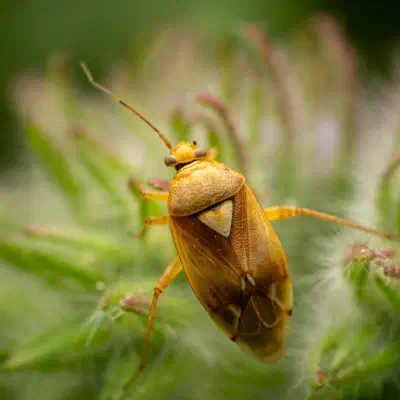Gemeine Wiesenwanze